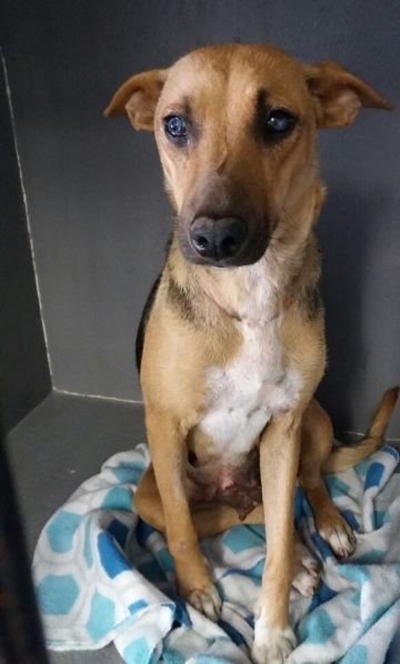 Dogs in search of loving homes