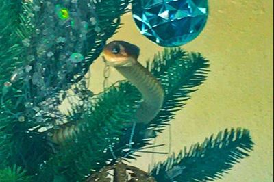 Boomslang slithers in family’s Christmas tree