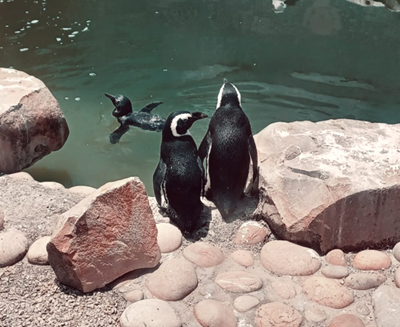 Happy news on World Penguin Day