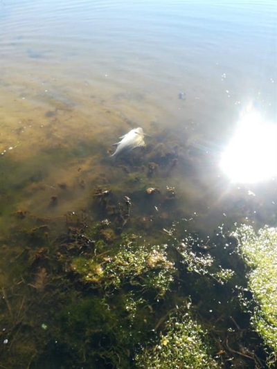 Fish deaths in Great Brak investigated