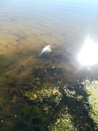 Fish deaths in Great Brak investigated