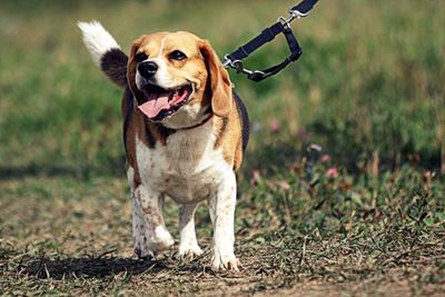 Who lets the dogs out?