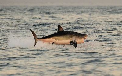 Reality TV: Camera-toting sharks hunt seals in kelp forests