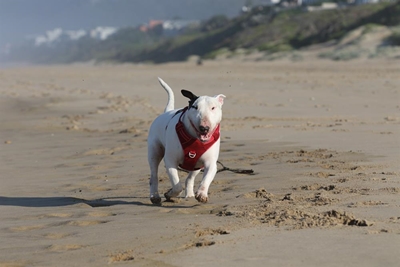 Teach your dog good recall