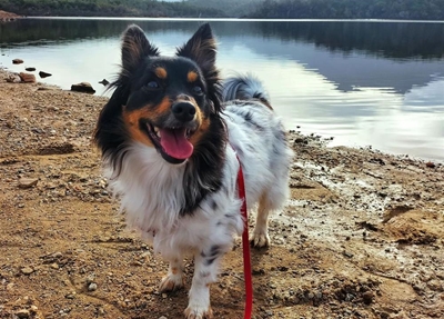 Dog of the year entries now open