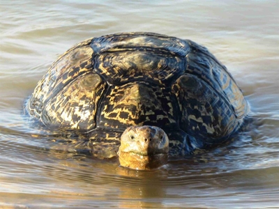Bergskilpaaie moet ook afkoel