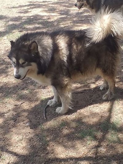 Eienaar soek na nuwe hond wat in Danabaai verdwyn