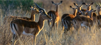 Bringing more South African game meat to dinner tables