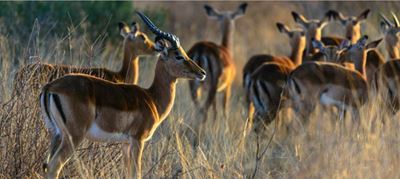 Bringing more South African game meat to dinner tables