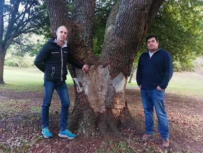 Ruthless bark-strippers kill off trees