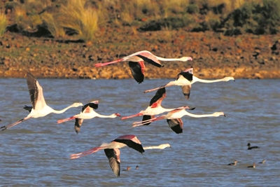 Flaminke besoek area