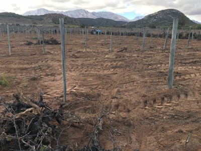 Boere in die Klein-Karoo pleit vir voer