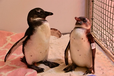 Penguins saved after article