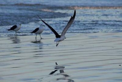 1st Confirmed case of Avian Flu in Hessequa