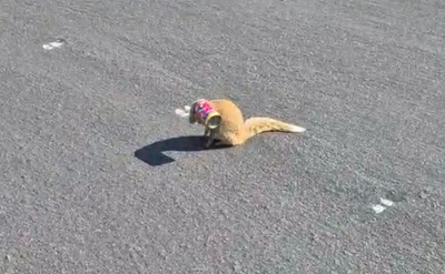 KYK / WATCH : Rooimeerkat met gesig in blik op besige pad gered         