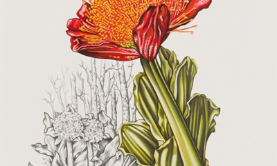 More to botanical art than meets the eye