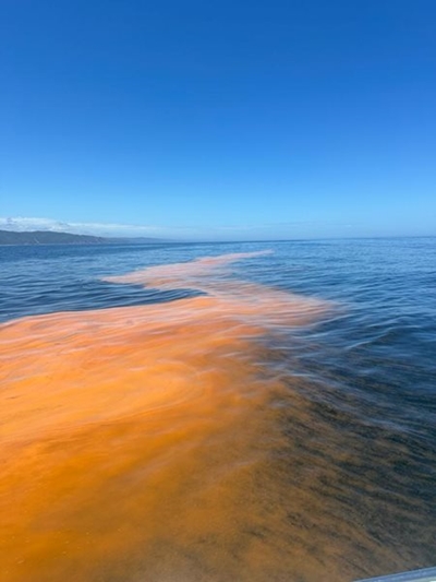 A red tide weekend for Knysna and surrounds