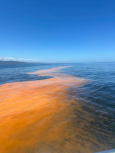 A red tide weekend for Knysna and surrounds