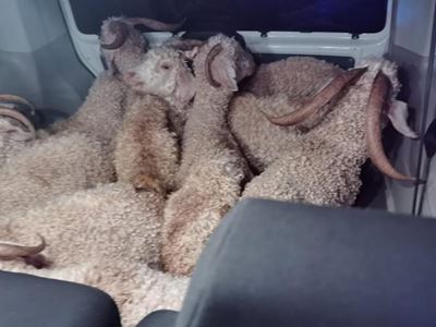 Vier vas na bokke glo gesteel is