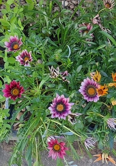 What to plant in your garden now