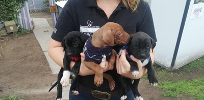 Raffle for rescues