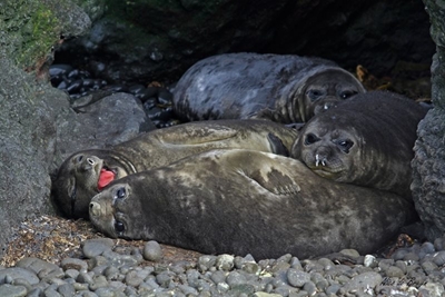 Wildlife documentary series to be filmed on Marion Island