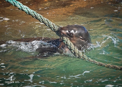 'More rabid seals expected'