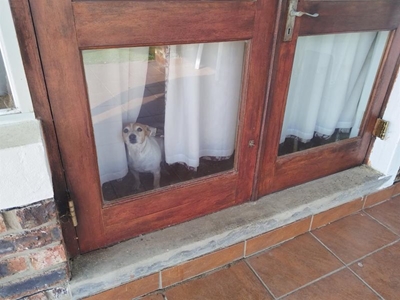 Honde waak by hul eienaar