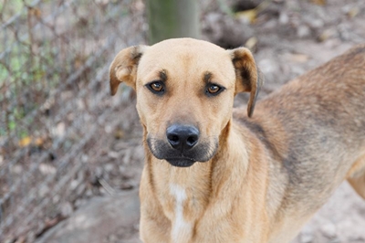 Sweet Bailey looking for his forever home 