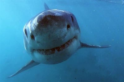 Marine biologist, shark expert to speak at museum