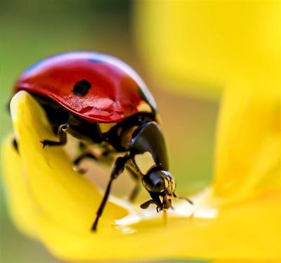 iNaturalist training for City Nature Challenge
