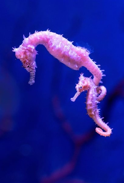 A tale of two seahorses
