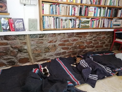 Nieu-Bethesda spayathon a success