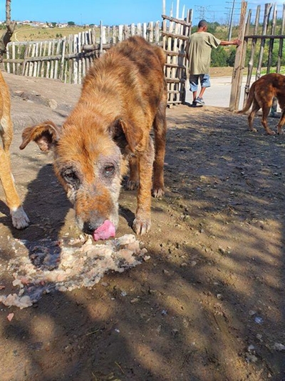 An angel on earth for dogs in Borcherds
