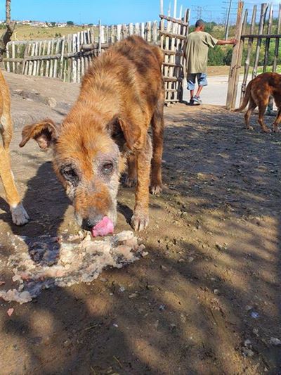 An angel on earth for dogs in Borcherds