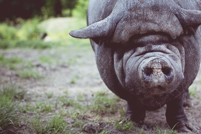 Western Cape confirms swine fever outbreak