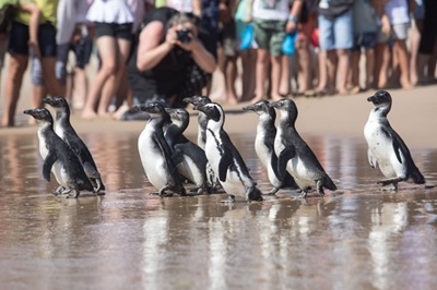 Penguins to be released in Plett
