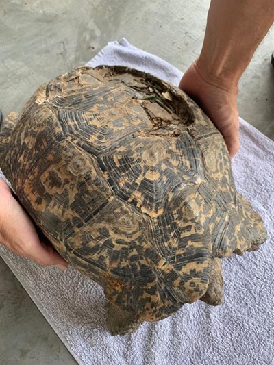 Tortoise theft leaves Bitou residents seething