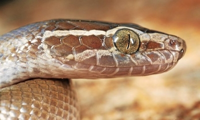 The deadliest snakes in Southern Africa