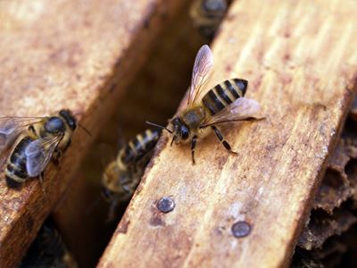 Swarm of bees attack family of 5 in Nelspruit