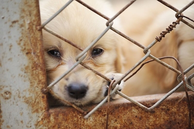 Large-scale march for animal rights