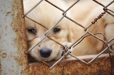 Large-scale march for animal rights