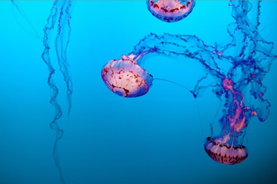 Dying jellyfish can still sting