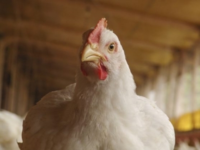SA poultry association says importers should support local jobs