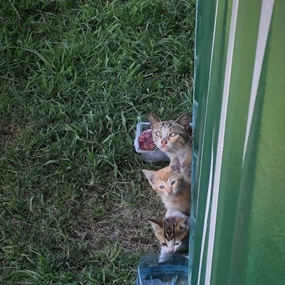 Cat-loving ladies neuter more than 1 000 cats 
