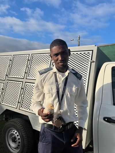 Illegal shooting in suburbs a serious crime, warns SPCA
