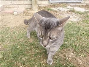 Cats up for adoption