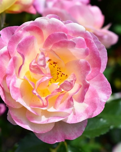 Special rose convention this weekend