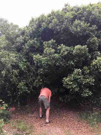 Application for license for removal of milkwoods