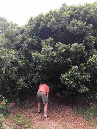 Application for license for removal of milkwoods